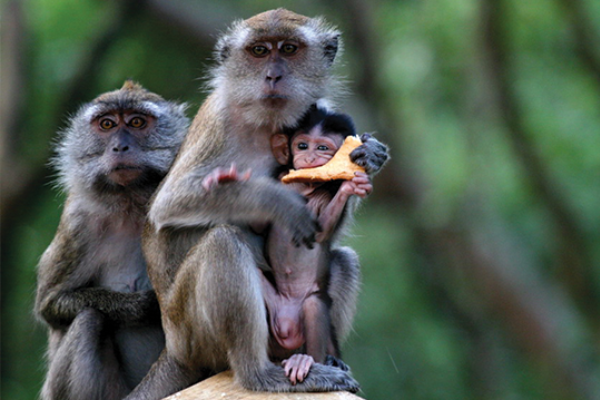 Shio Monyet 28 September 2025: Hari yang penuh &hellip;