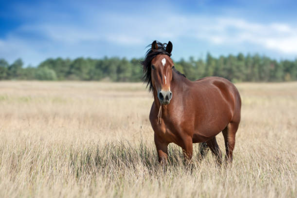 Shio Kuda 30 September 2025: Orang yang bershio &hellip;