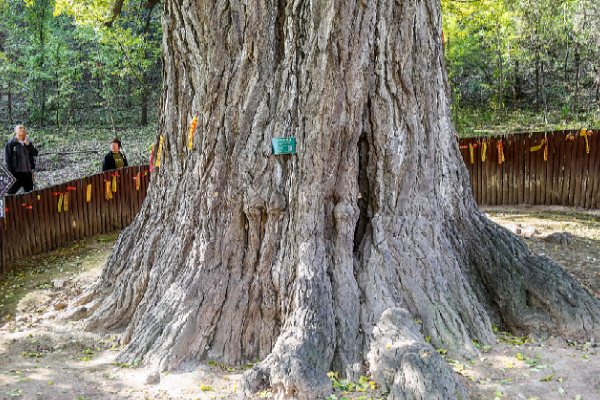 Warisan Hijau: 5,08 Juta Pohon Tua yang Membentuk &hellip;