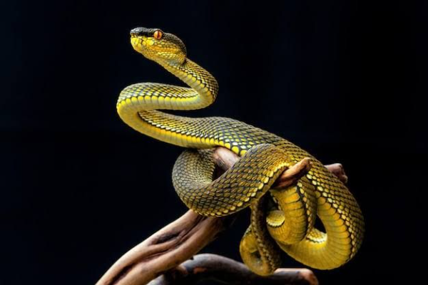 Shio Ular 2 Oktober 2025: Hari ini membawa kabar &hellip;