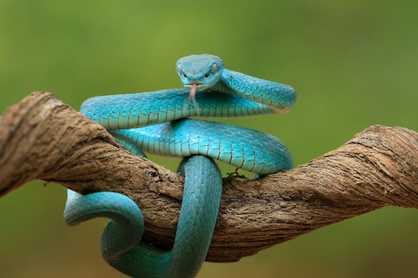 Shio Ular 16 Oktober 2025: Orang ini punya &hellip;