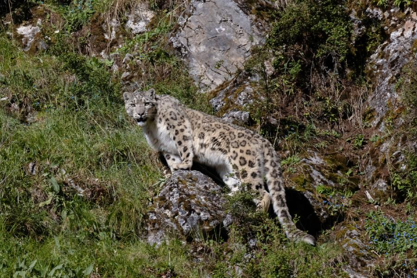 Survei Populasi Mencatat 59 Macan Tutul Salju &hellip;