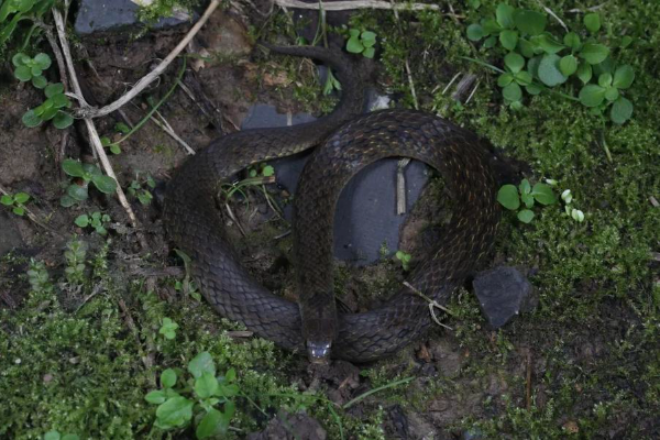 Penemuan Spesies Ular Baru di China Ungkap &hellip;