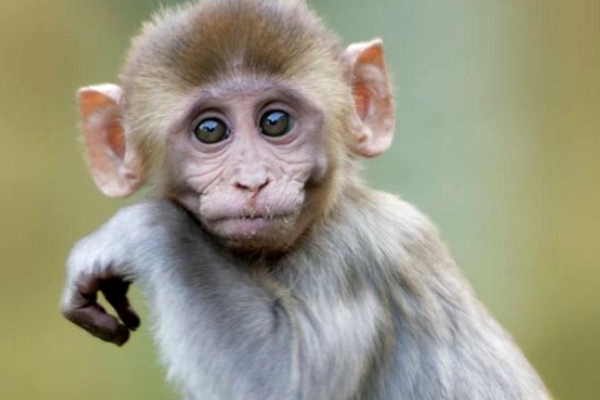 Shio Monyet 1 November 2025: Hari yang lancar &hellip;