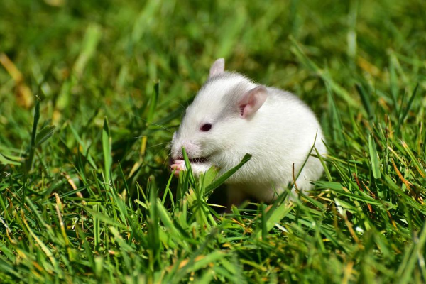 Shio Tikus 4 November 2025: Orang yang bershio &hellip;