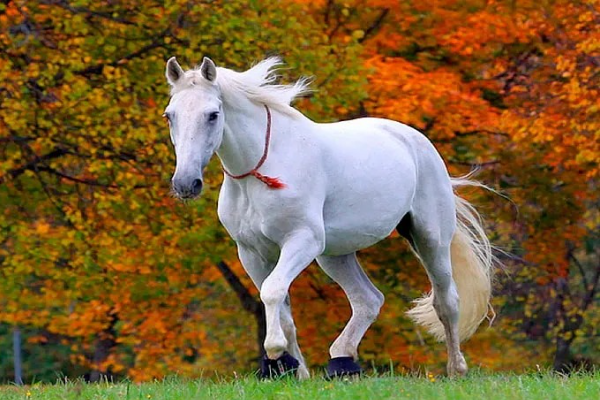 Shio Kuda 5 November 2025: Hari ini penuh &hellip;