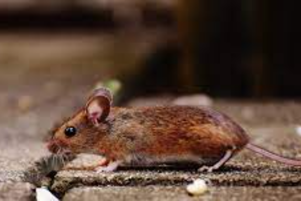 Shio Tikus 11 November 2025: Hari yang penuh &hellip;