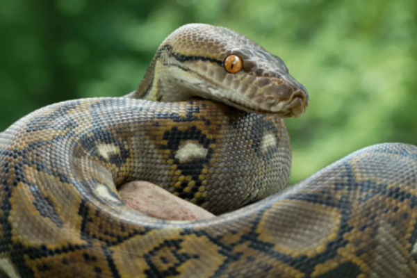 Shio Ular 15 November 2025: Hari ini bersemangat &hellip;