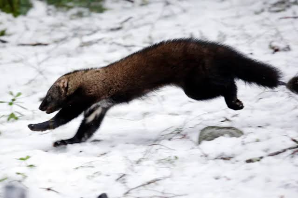 Ilmuwan Tiongkok Temukan Spesies Baru Musang di &hellip;