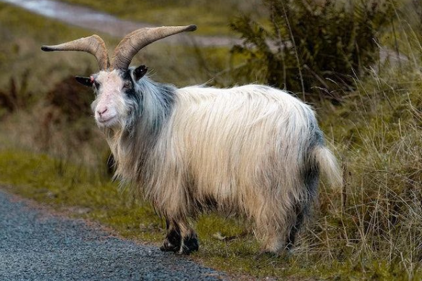 Shio Kambing 17 November 2025: Hari ini penuh &hellip;