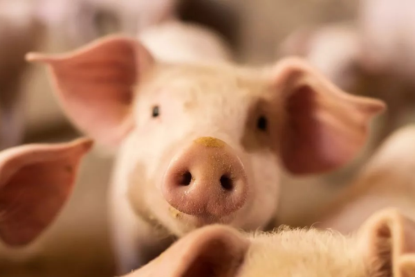 Shio Babi 24 November 2025: hari ini berjaya &hellip;