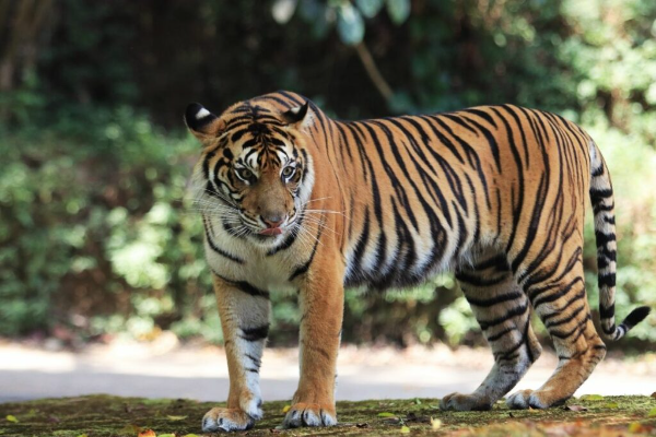 Shio Harimau 25 November 2025: Orang bershio ini &hellip;