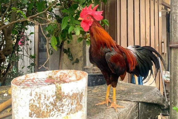 Shio Ayam 28 November 2025: Orang bersio ini &hellip;