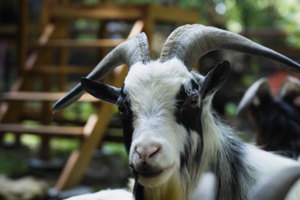 Shio Kambing 3 Desember 2025: miliki suasana hati &hellip;