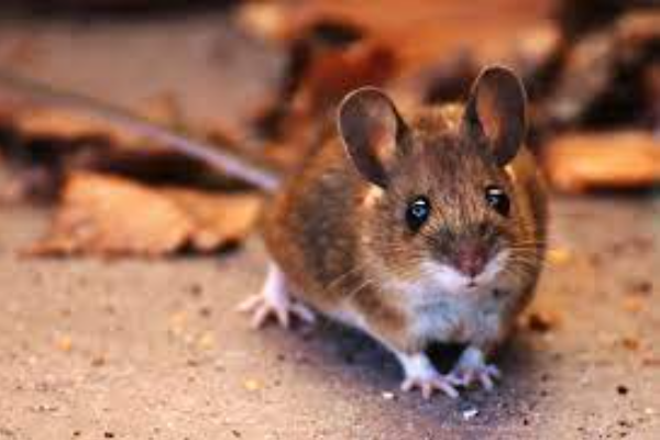 Shio Tikus 5 Desember 2025: Orang bershio  ini &hellip;