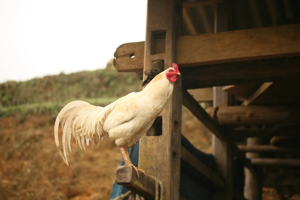 Shio Ayam 9 Desember 2025: Hari ini keberuntungan &hellip;