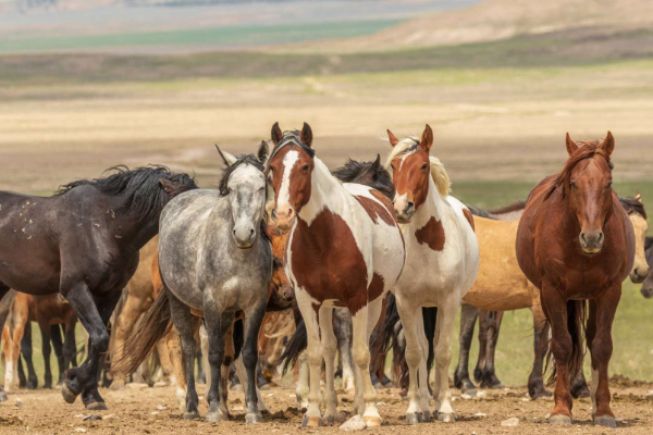 Shio Anjing 12 Desember 2025: Hari ini shio Kuda &hellip;