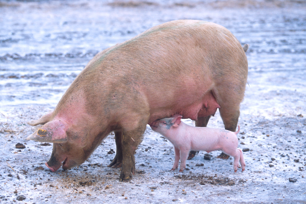 Shio 18 Desember 2025: Hari yang cukup bahagia &hellip;