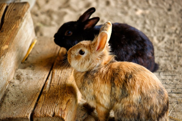 Shio Kelinci 19 Desember 2025: Hari ini bangun &hellip;