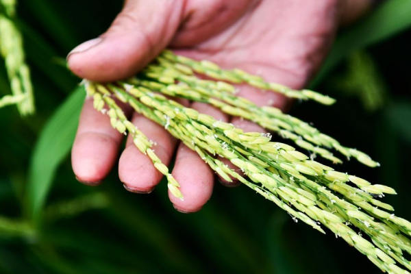 China Ciptakan Padi Hibrida Klon Pertama di Dunia &hellip;