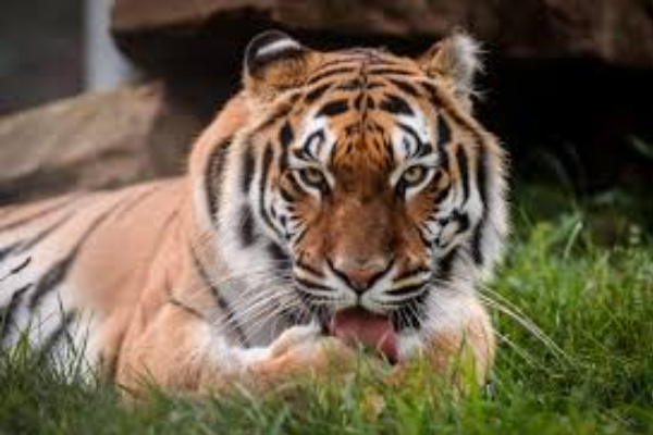 Shio Harimau 13 Januari 2026: Hari ini memiliki &hellip;