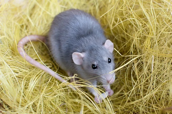 Shio Tikus 22 Januari 2026: Hari ini &hellip;