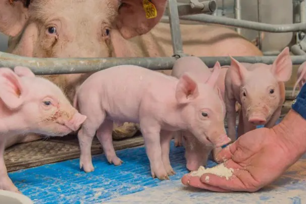 Shio Babi 24 Januari 2026: Berpeluang Besar dan &hellip;