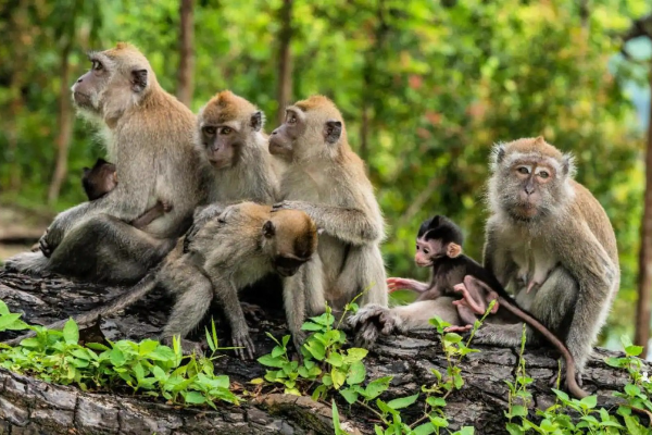 Shio Monyet 26 Januari 2026: Menjalani hari serba &hellip;