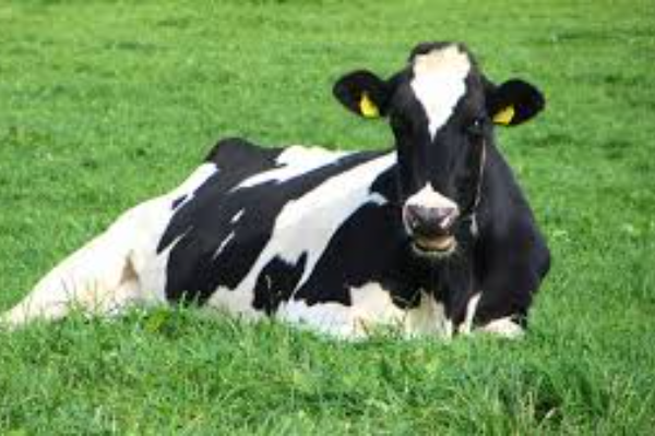 Shio Sapi 4 Februari 2026: Hari ini berada dalam &hellip;