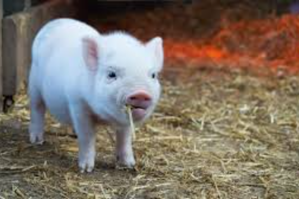 Shio Babi 9 Februari 2026: Orang bershio ini &hellip;