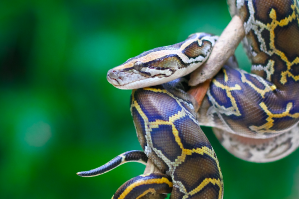 Shio Ular 13 Februari 2026: Minat belajar sangat &hellip;