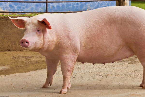 Shio Babi 21 Februari 2026: Orang bershio ini &hellip;