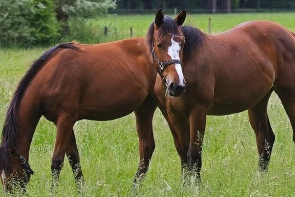 Shio Kuda 1 Maret 2026: Keberuntungan bagi &hellip;